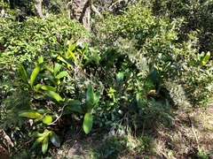Dendrobium speciosum