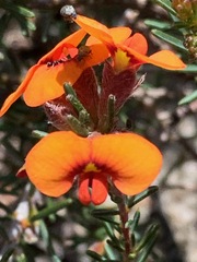 Dillwynia sericea
