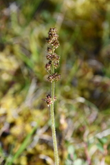 Micranthes hieraciifolia