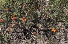 Dillwynia sericea