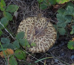 Suillus viscidus