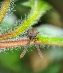 Callirhipidae