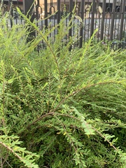 Phyllanthus myrtifolius