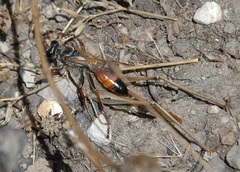 Sphex flavipennis