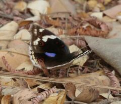 Junonia oenone oenone