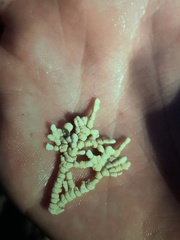 Calliarthron tuberculosum