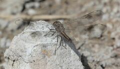 Brachythemis leucosticta
