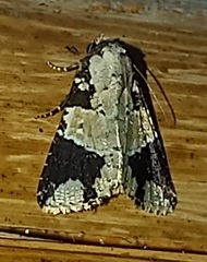 Condica cupentia