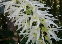 Dendrobium jonesii
