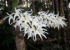Dendrobium jonesii