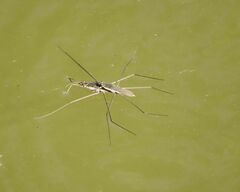 Aquarius paludum