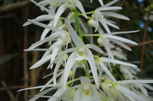 Image of Dendrobium jonesii by (c) Wairambar Rainforest, some rights reserved (CC BY)