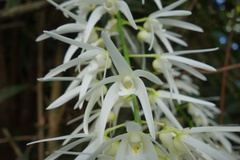 Dendrobium jonesii