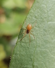 Ostearius melanopygius