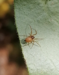 Ostearius melanopygius