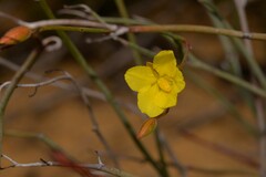 Hibbertia conspicua
