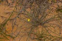 Hibbertia conspicua
