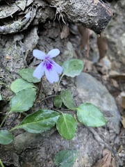 Viola formosana