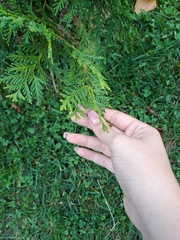 Cupressaceae