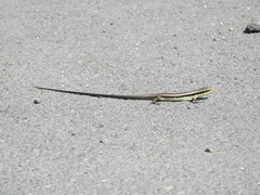 Eutropis longicaudata