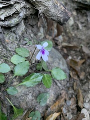 Viola formosana