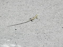 Eutropis longicaudata