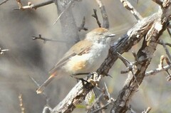 Acanthiza uropygialis