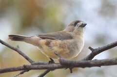 Aphelocephala leucopsis