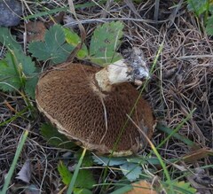 Suillus viscidus