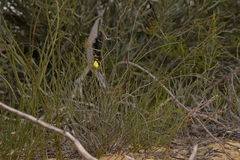 Hibbertia conspicua