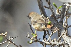 Acanthiza uropygialis