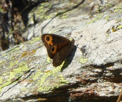 Erebia