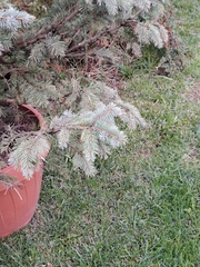 Picea pungens