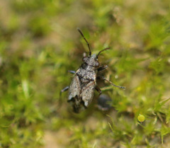 Nysius huttoni
