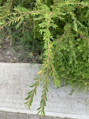 Phyllanthus myrtifolius