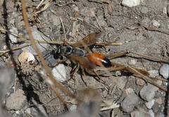 Sphex flavipennis
