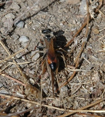 Sphex flavipennis