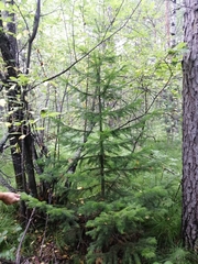 Abies sibirica
