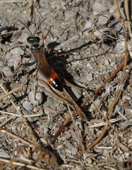 Sphex flavipennis