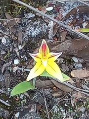 Caladenia flava