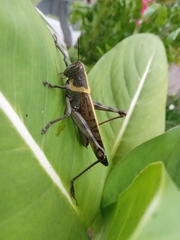 Valanga nigricornis