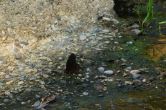 Mimoides ilus occiduus