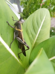 Valanga nigricornis
