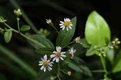 Aster ageratoides