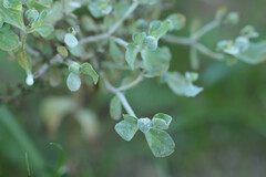 Podosphaera euphorbiae