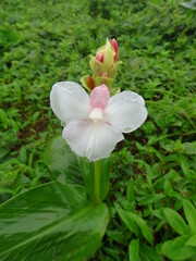 Curcuma caulina