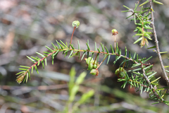 Acacia ulicifolia
