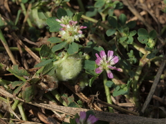Trifolium tomentosum