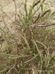 Corispermum hyssopifolium