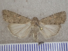 Spodoptera